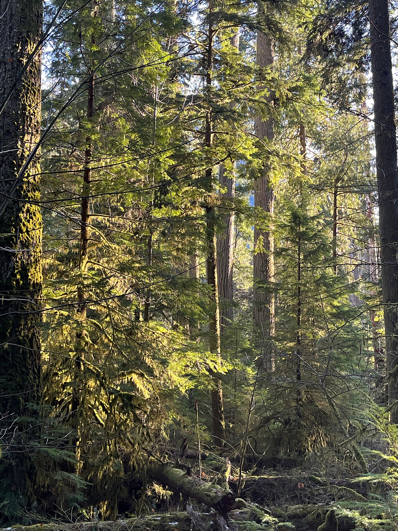 Forest Bathing in Sunlight, 2024