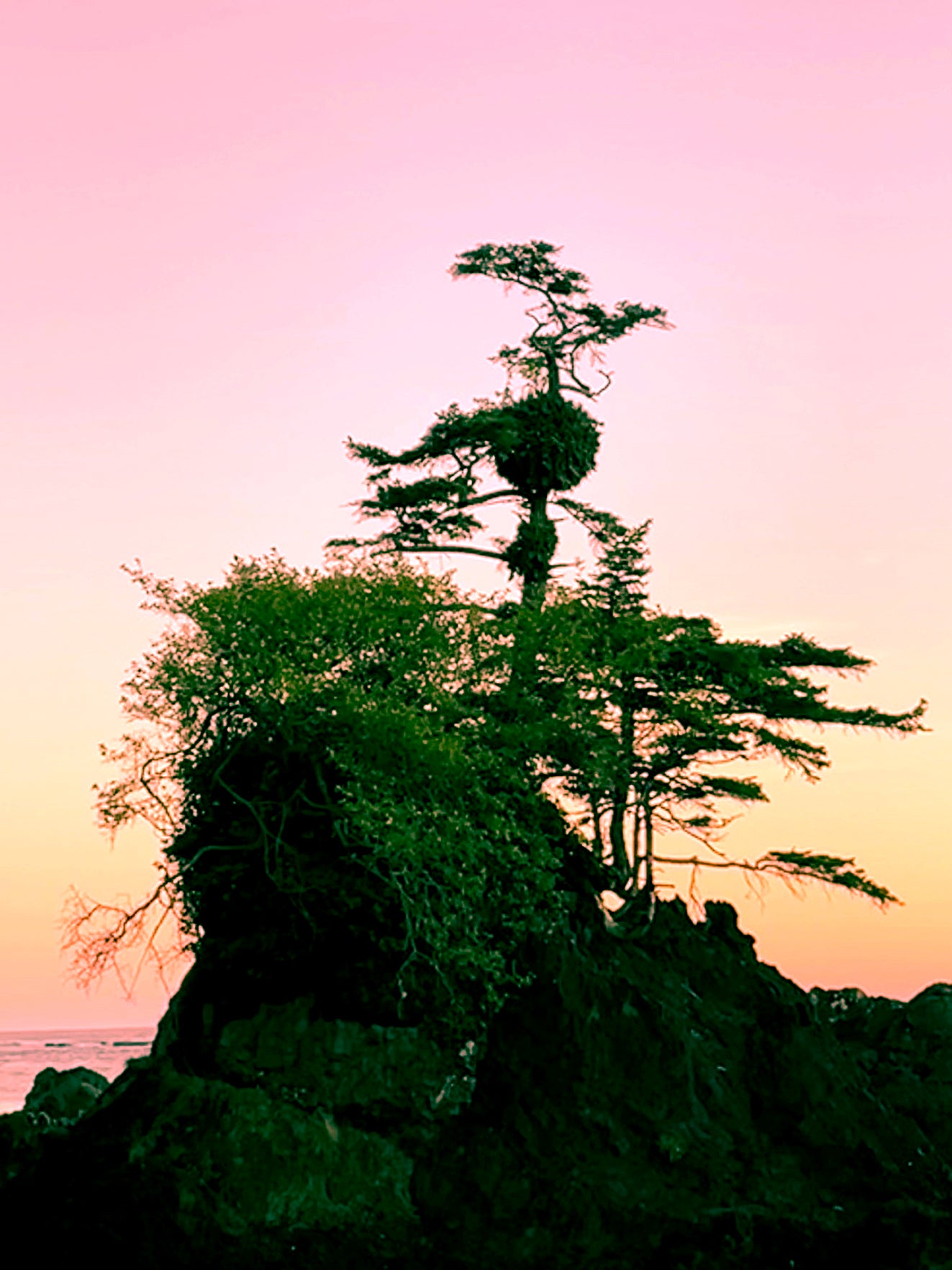 Pink Sky at Night (Kimoto Tree at Francis Island), 2024